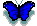 blue butterfly, animated