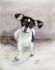 Water color painting of a Rat Terrier puppy named Kayto.