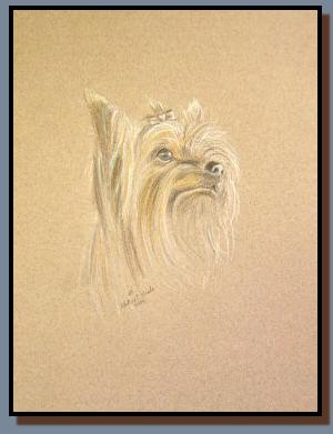 Portrait of a Yorkshire Terrier named Abigail, drawn in graphite.