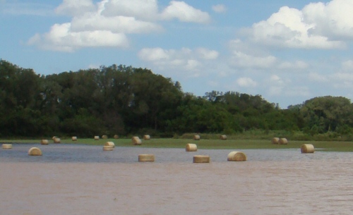 River bottom hay