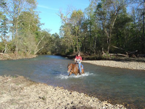 2004 Peruvian Paso trail ride at Gary and Julia's, Arkansas